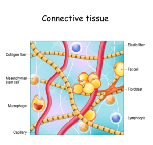 Faulty Collagen in hEDS: The “Soft Skeleton” Problem